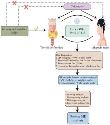 The genetic link between thyroid dysfunction and alopecia areata: a bidirectional two-sample Mendelian randomization study